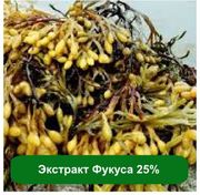 Экстракт Фукуса 25%,  1 кг